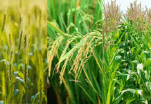 जळगाव जिल्ह्यात अवकाळी पावसाचा तडाखा; रब्बी पिकांवर संकट गडद